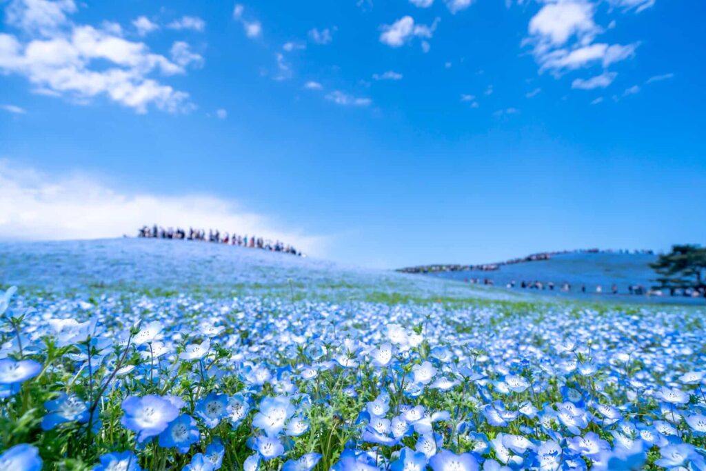 ひたち海浜公園のネモフィラが見頃になる時期