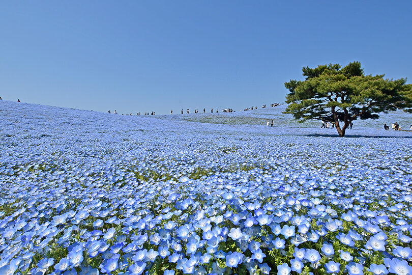ひたち海浜公園はひたちなか市に位置しています