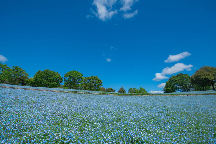 ネモフィラが見られる昭和記念公園の場所情報