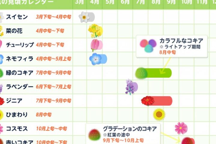 国営ひたち海浜公園のネモフィラは何月に見頃？