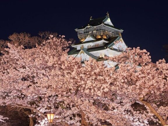 大阪城公園の桜の見頃といつまで楽しめるか