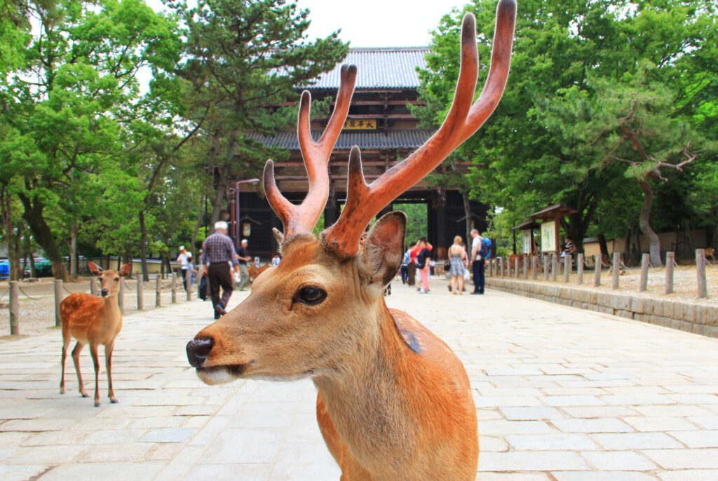 奈良公園の鹿が特別な理由とその文化的背景
