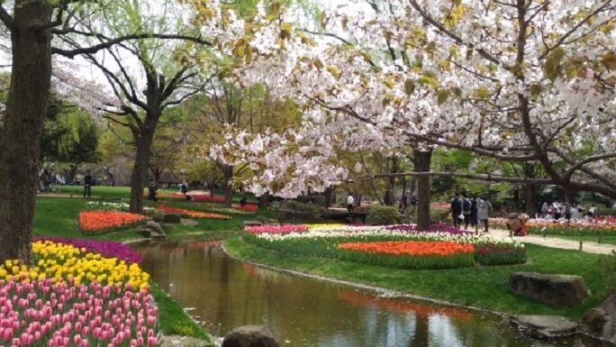 e698ade5928ce8a898e5bfb5e585ace59c92e38381e383a5e383bce383aae38383e38397e38184e381a4e381bee381a7e6a5bde38197e38281e3828be3818be8a7a3 昭和記念公園チューリップいつまで楽しめるか解説