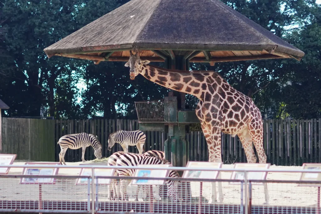 東武動物公園には何がある？魅力と楽しみ方を紹介
